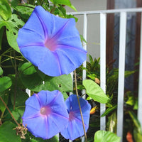 Blue Moonflower climbing vine seeds suitable for pergolas, fences, and containers.