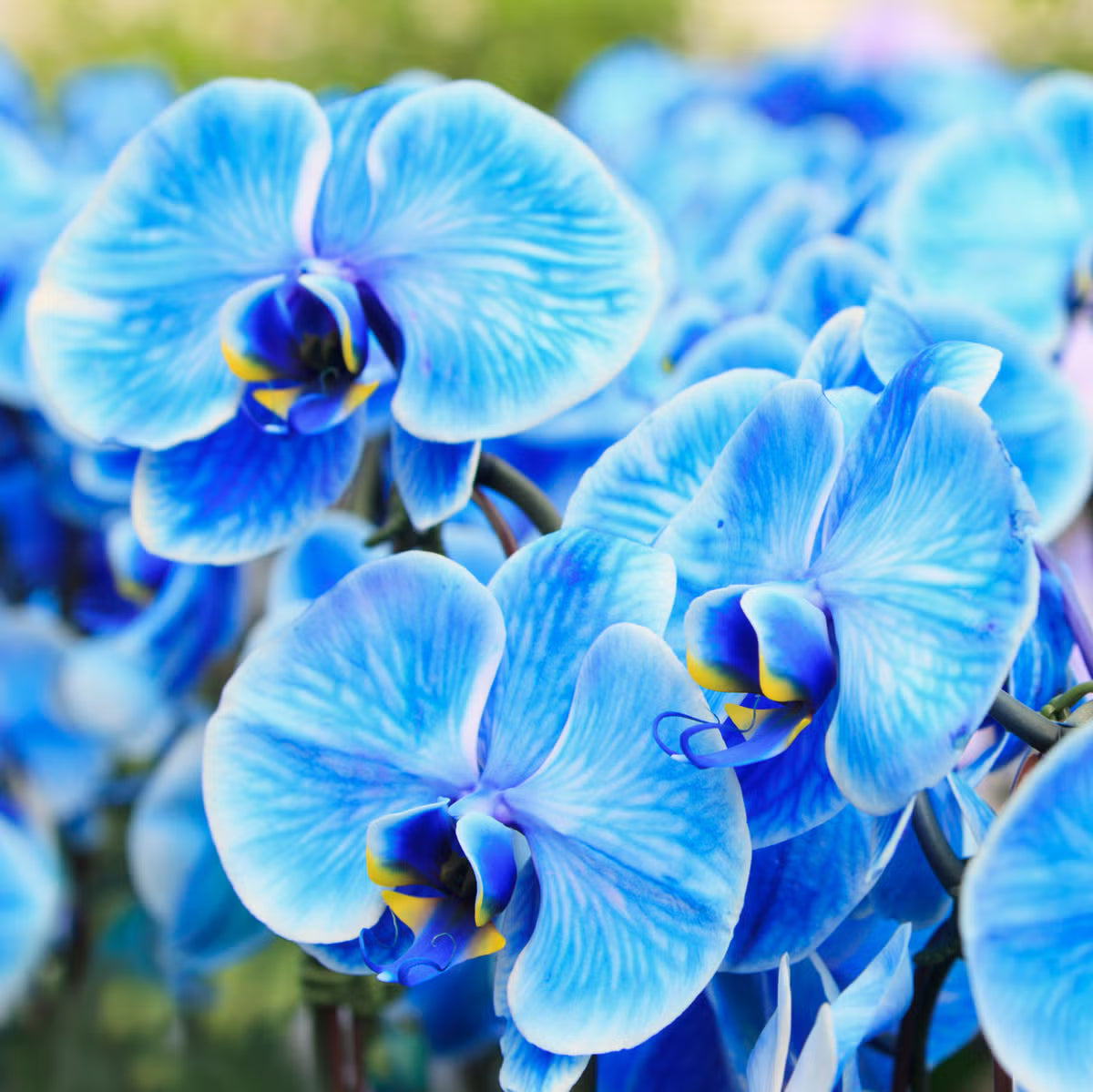Sky Blue Orchid Flower seeds for Planting - Vibrant Colors, Heirloom & GMO Free Seeds for Home Garden