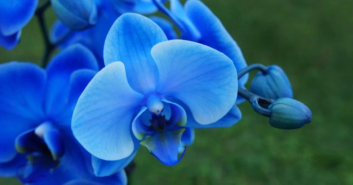 Sky Blue Butterfly Orchid Flower seeds for Planting - Premium Quality, Heirloom & GMO Free Seeds for Home Garden
