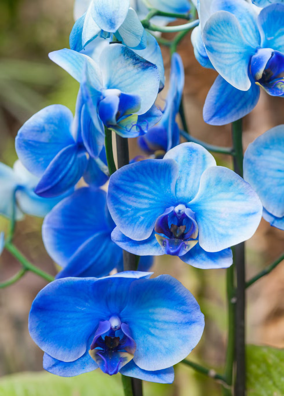 Sky Blue Orchid Flower seeds for Planting - Vibrant Colors, Heirloom & GMO Free Seeds for Home Garden