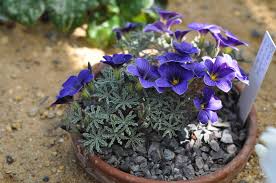 Blue Oxalis Flower Bed in Partial Shade