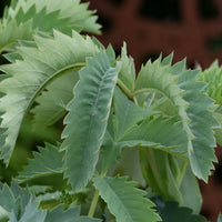 Blue Peanut ornamental plant seeds for growing attractive ground cover.