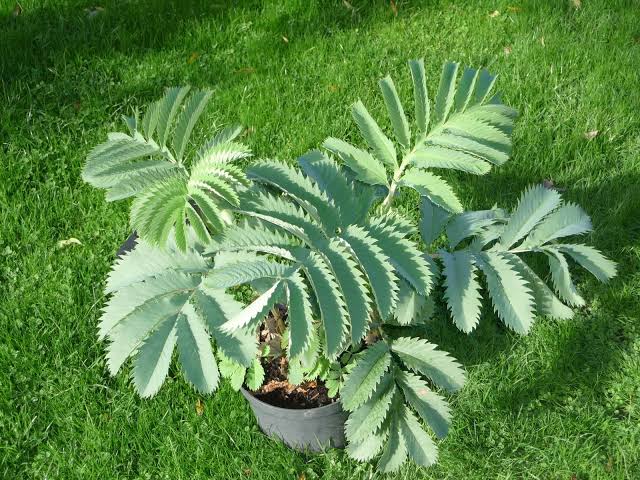 Heirloom Blue Peanut seeds suitable for raised beds and containers.