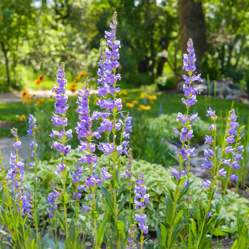 Blue Penstemon Garden Seeds – Rocky Mountain Penstemon Blooms