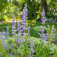 Blue Penstemon Garden Seeds – Rocky Mountain Penstemon Blooms