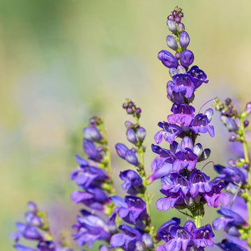 Blue Penstemon Strictus Flower Seeds for Planting – Vibrant Garden Blooms
