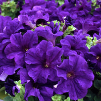 Blue Petunia flower seeds for planting with vibrant blue blossoms