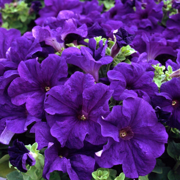 Blue Petunia flower seeds for planting with vibrant blue blossoms