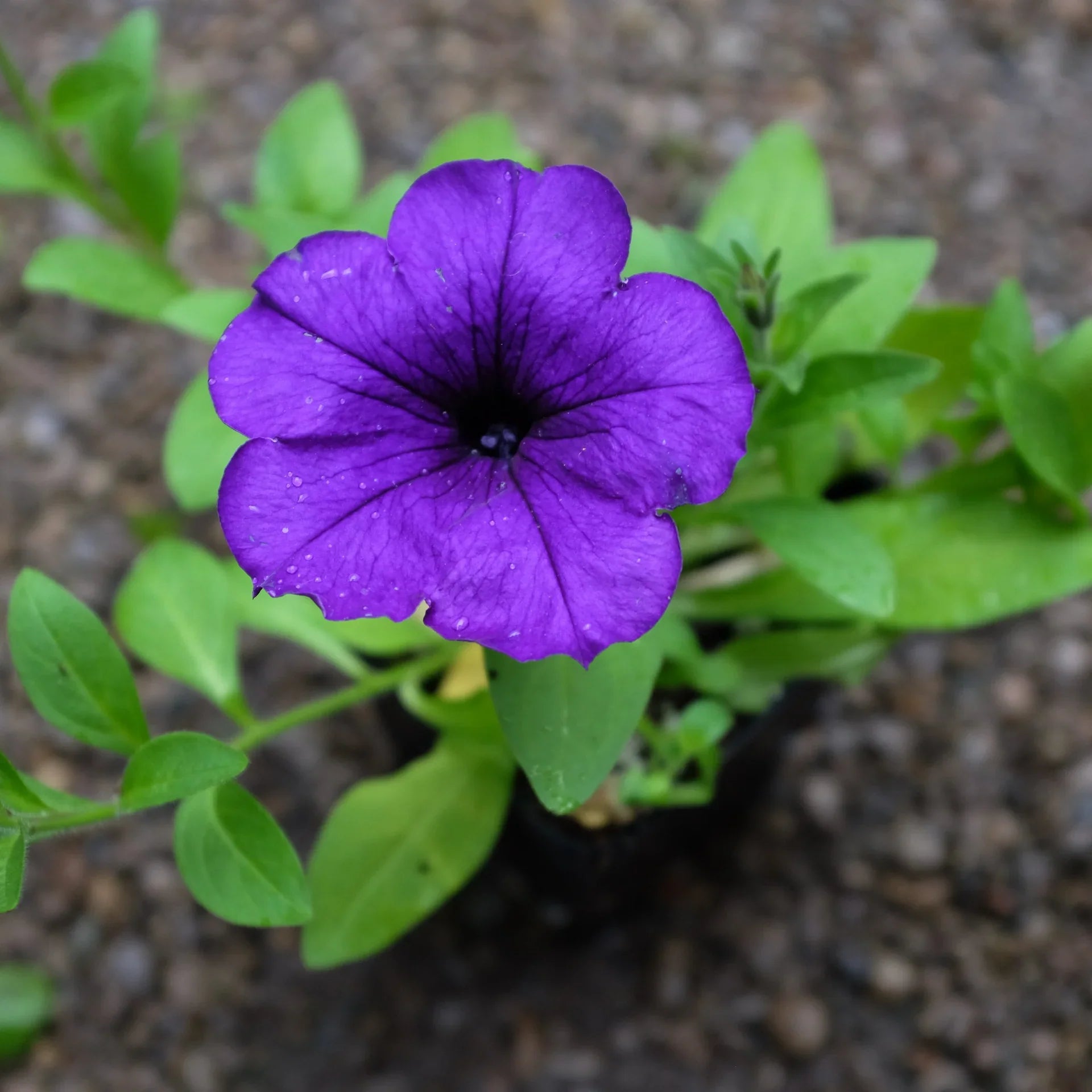 Blue Petunia flowers growing in a decorative hanging basket
