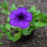 Blue Petunia flowers growing in a decorative hanging basket