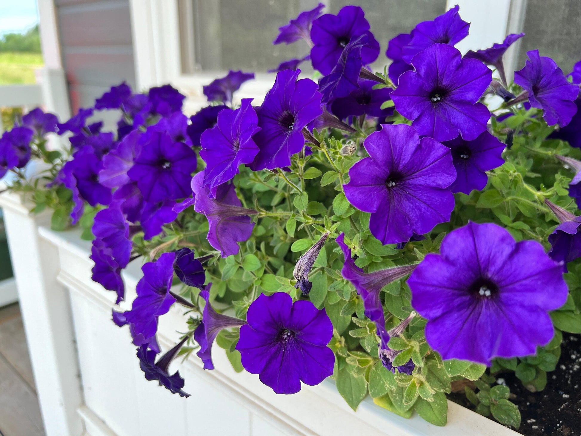 Close-up of blooming Blue Petunia flowers in a home garden