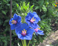 Blue Pimpernel Anagallis Seeds for Planting – Bright Blue Flowers