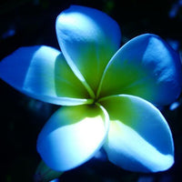 Blue Plumeria flower seeds for planting in home gardens and containers.