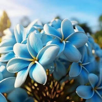 Blue Plumeria tropical flower seeds suitable for patios and raised beds.