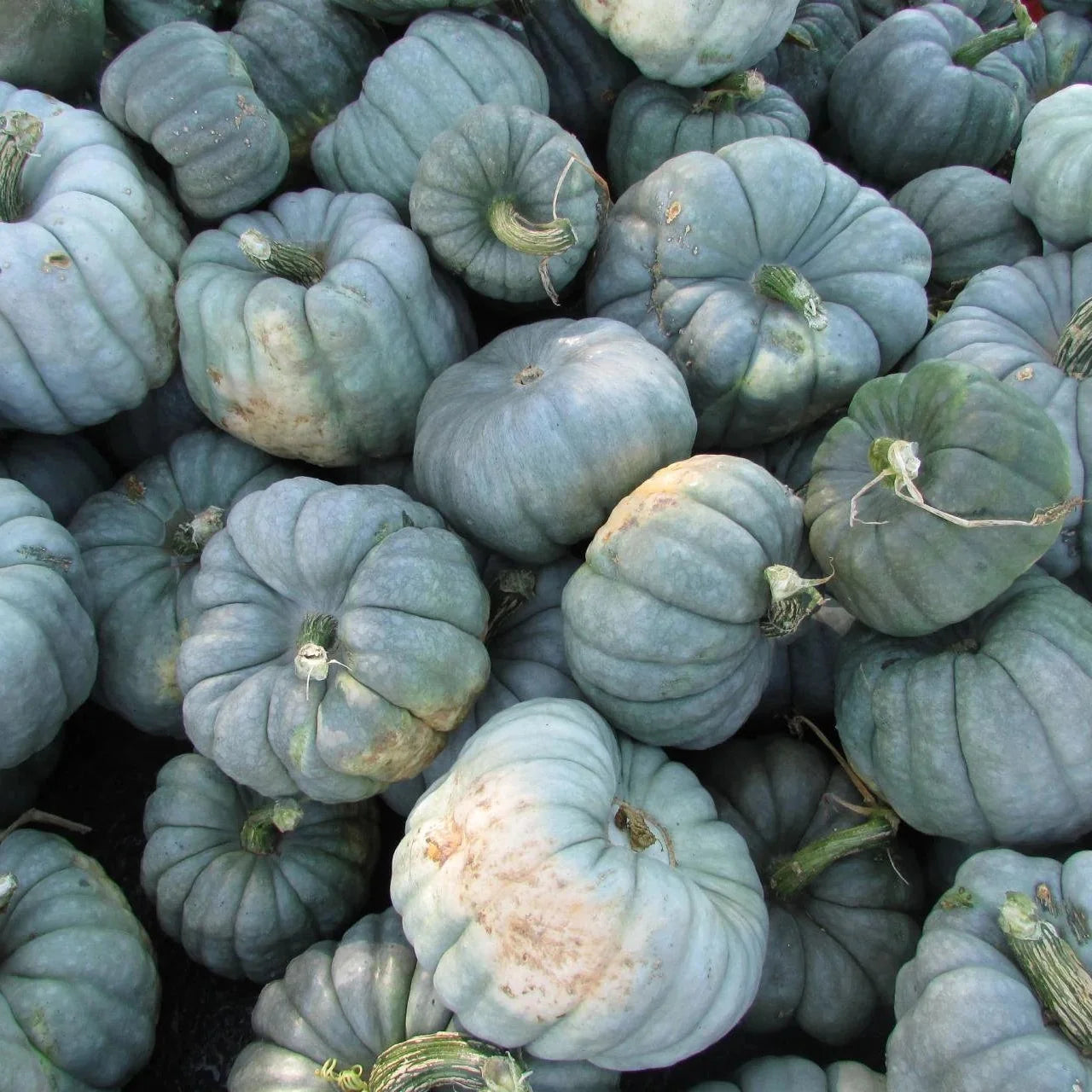 Large Blue Pumpkin Fruits in Garden