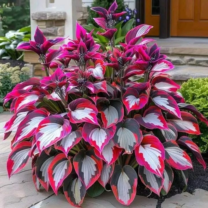 Blue and Purple Hosta seeds suitable for woodland gardens and containers.