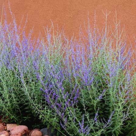 Blue Steel Russian Sage with vibrant blue flower spikes