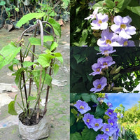 Elegant trumpet-shaped flowers of Blue Sky Vine growing on a fence.