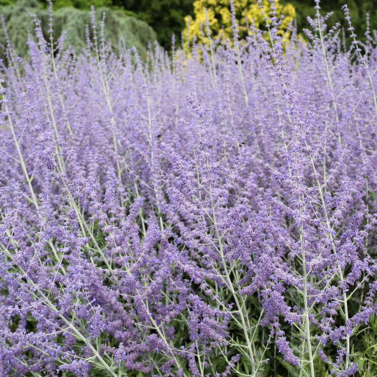 Blue Steel Russian Sage seeds for planting in home gardens