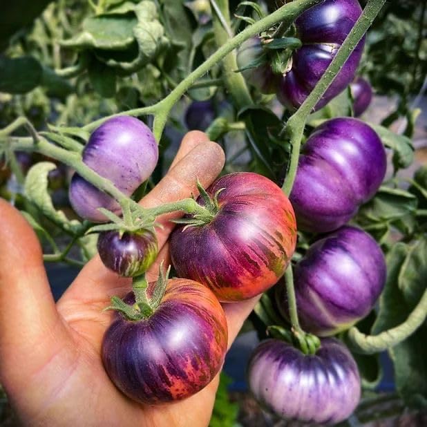 Blue Tomato seeds for home vegetable garden planting