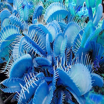 Blue Venus Fly Trap flower seeds for planting in home gardens