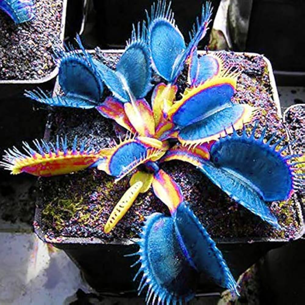 Blue Venus Fly Trap ornamental plant growing in a decorative pot