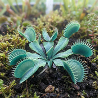 Blue Venus Flytrap seeds suitable for specialty plant collections and container gardening.