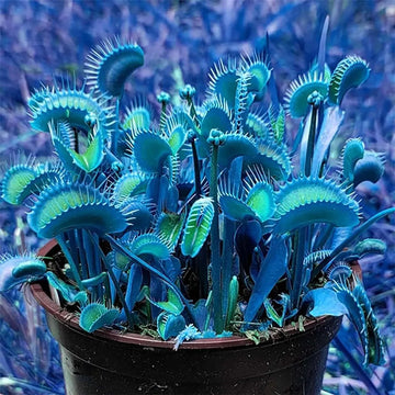 Blue Venus Flytrap (Dionaea muscipula) seeds for planting in containers.