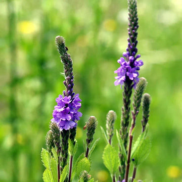 Blue Verbena Seeds for Planting – Non-GMO Flower Seeds