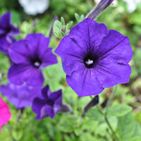 Blue Petunia Wave Flower seeds for Planting - Perfect for Borders, Heirloom & GMO Free Seeds for Home Garden