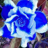 Blue and White Adenium flowering plant growing in a decorative container