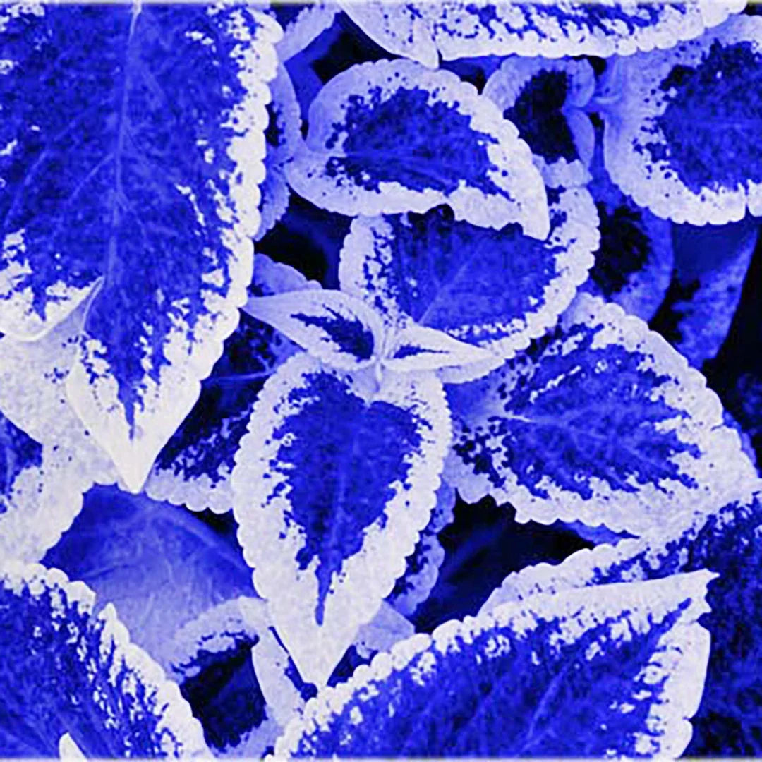 Blue White Coleus ornamental plant in a decorative container garden
