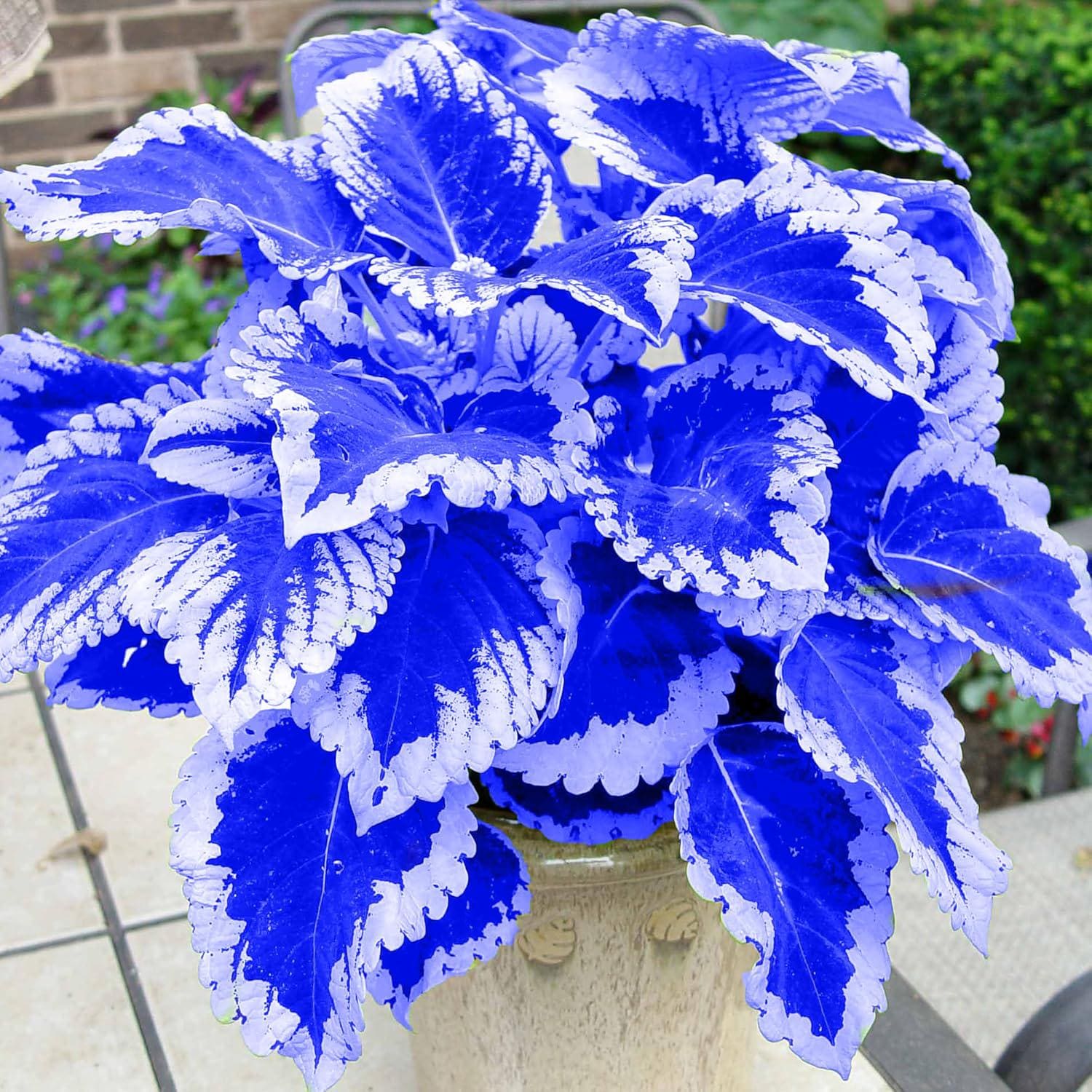 Blue White Coleus herb seeds for planting with colorful ornamental foliage