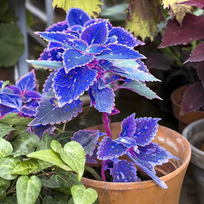 Blue White Coleus growing in a shaded home garden