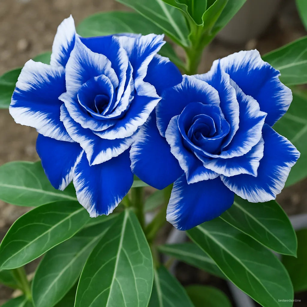 Blue and White Desert Rose Adenium seeds for ornamental home gardening