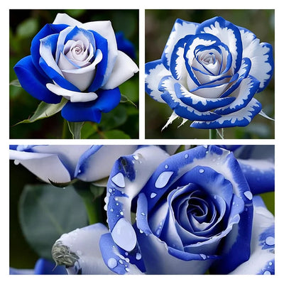 100 Pcs