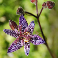 Blue Wonder Toad Lily flowers blooming in a woodland garden.