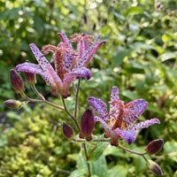 Blue Wonder Toad Lily roots for shade garden planting.