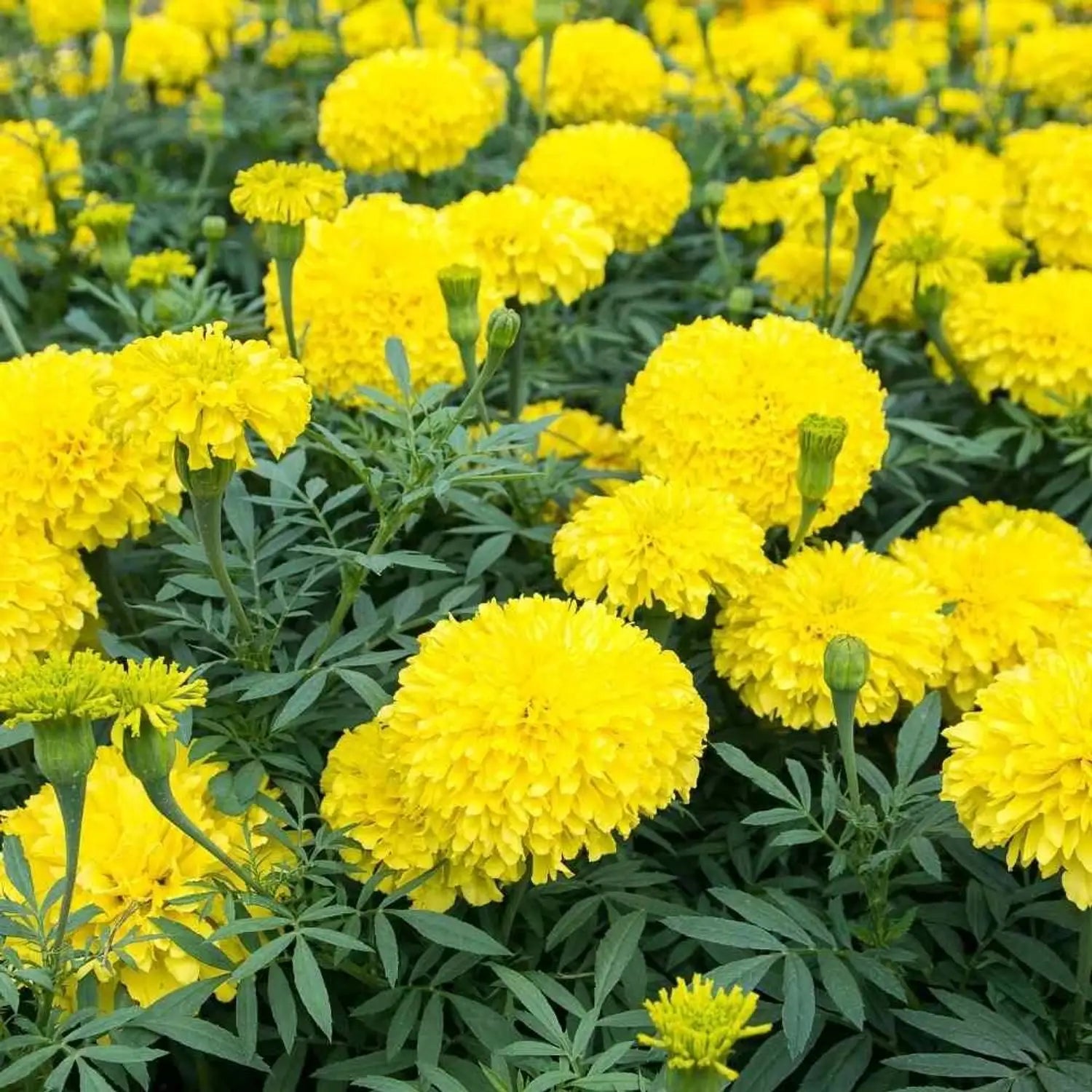 Blue and yellow marigold flower seeds for planting in home gardens.