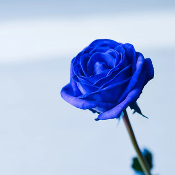 Midnight Supreme Dark Blue Rose Bush Flower Seeds for Planting  Stunning Floral Elegance for Your Garden