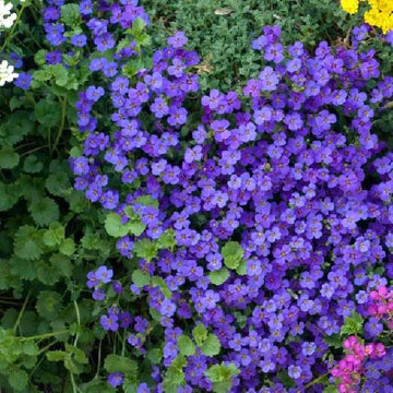 Dark Blue Aubrieta Cultorum Flower Seeds for Planting Hardy Variety Heirloom & GMO Free Seeds for Home Garden
 
 Sale