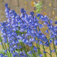 Elegant Bluebell flowers growing in garden borders and landscapes