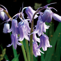 Bluebell Hyacinthoides flower seeds for planting in home gardens