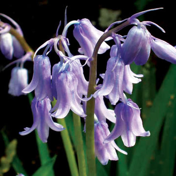 Bluebell Hyacinthoides flower seeds for planting in home gardens
