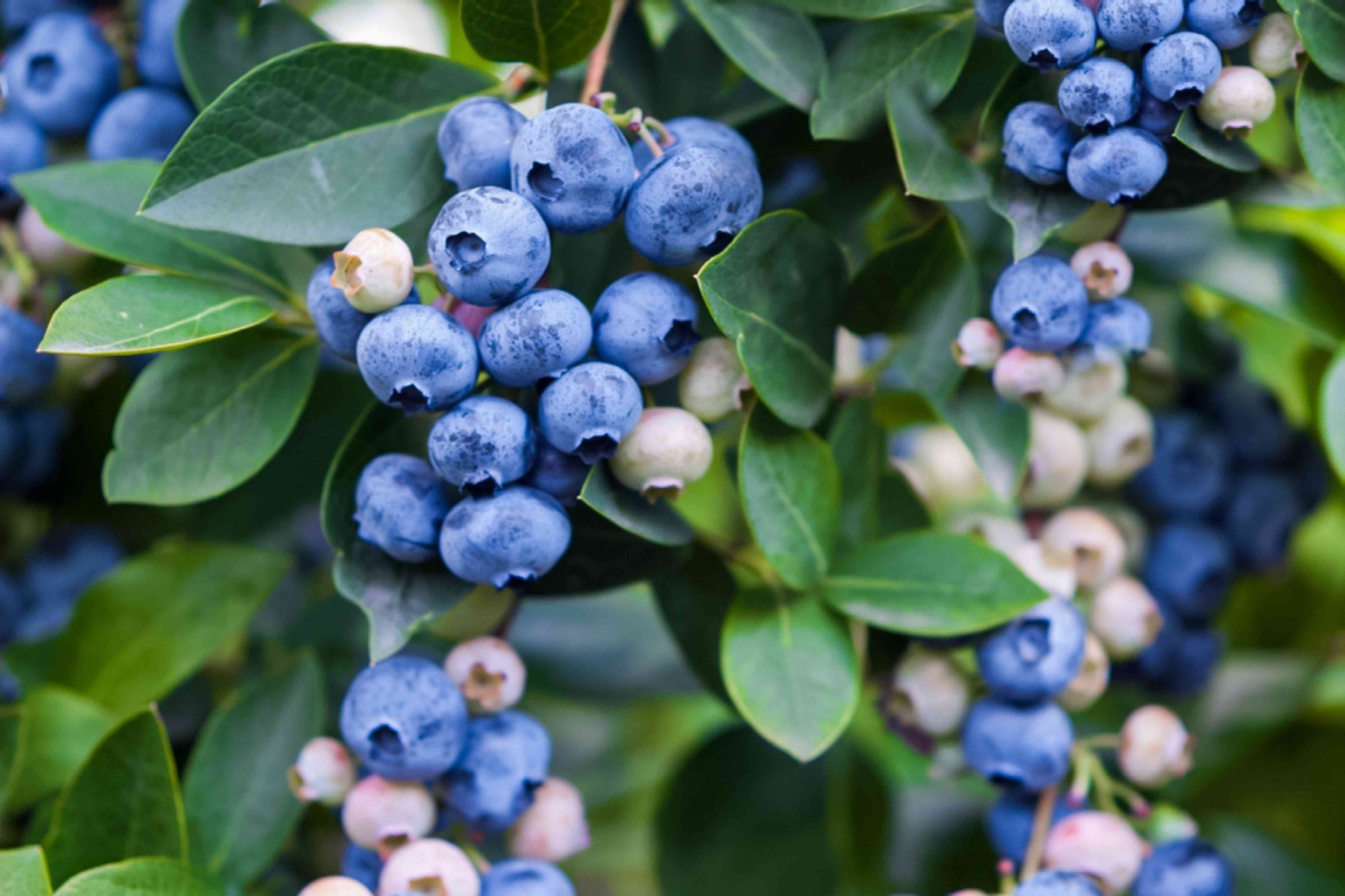 Healthy blueberry bush with green leaves and ripe berries