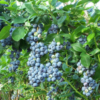 Blueberry fruit seeds for planting in home gardens and raised beds.