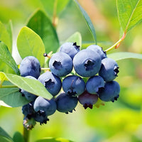 Blueberry seeds for growing fruit plants in home gardens and edible landscapes.