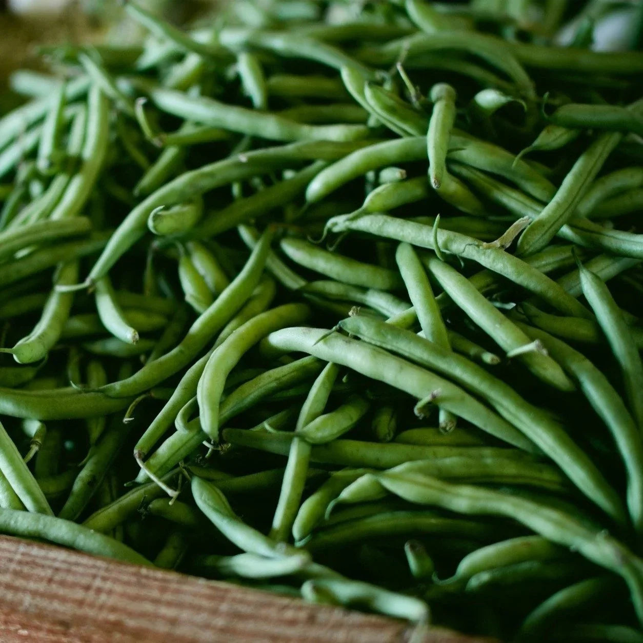 Blue Lake Bush Bean Seeds for Garden Beds, Raised Beds, Containers & Outdoor Growing