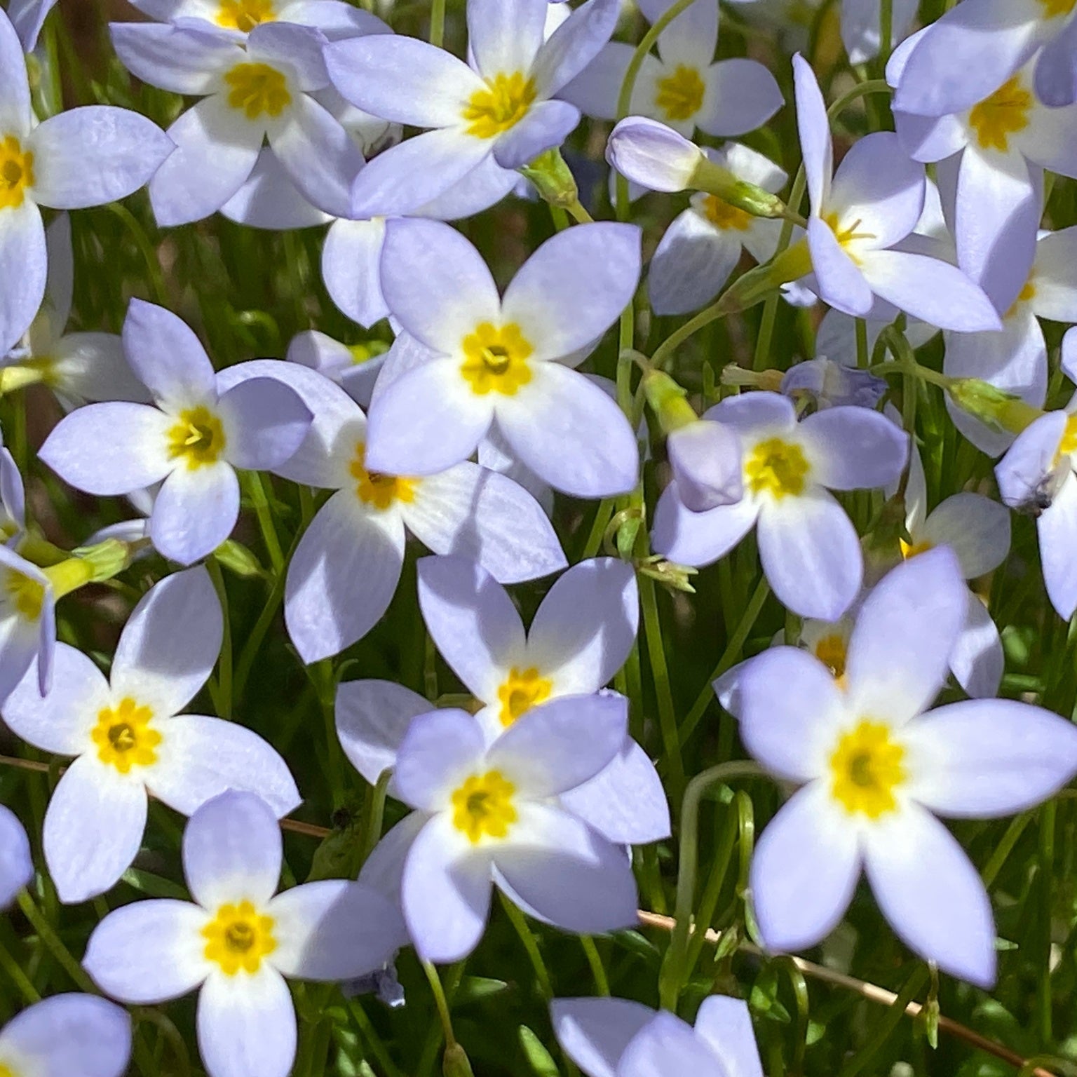 Bluets Houstonia flower seeds for planting in home gardens and rock gardens.