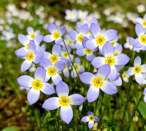 Bluets ornamental flower seeds for meadow gardens and decorative landscapes.